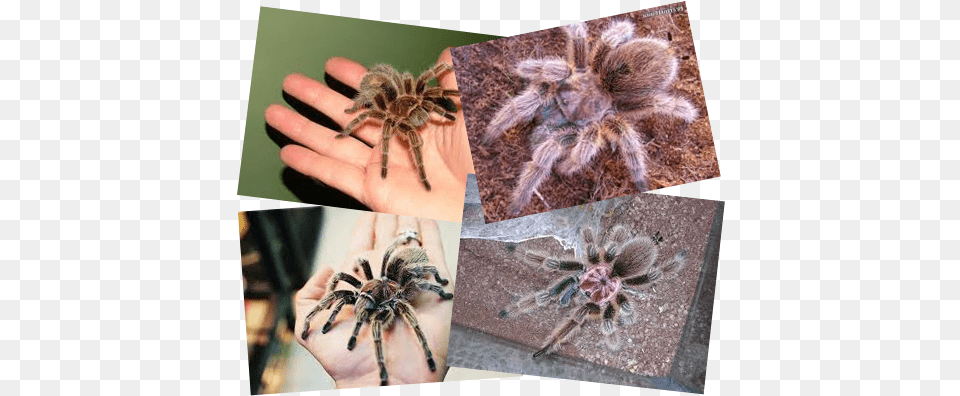 Pet Bradenton Rose Hair Tarantula Chilean Rose Hair Tarantula, Animal, Invertebrate, Spider, Insect Free Transparent Png