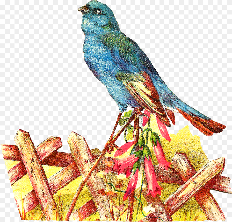 Pet Clipart Blue Bird Transparent Free For Bird In Garden Clipart, Animal, Finch, Jay Png