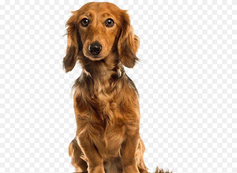 Pet Clipart Brown Dog Cute Dogs, Animal, Canine, Mammal, Puppy Free Png