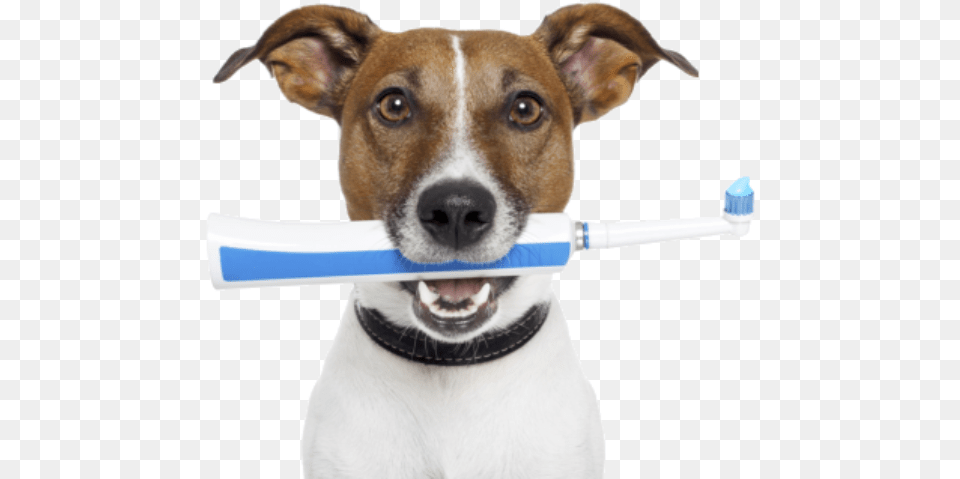 Pet Dentistry, Brush, Device, Tool, Animal Free Png