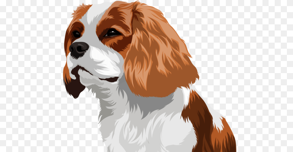 Pet Drawing Drawing Pets Dogs Vector Cartoon Design Cavalier King Charles Spaniel, Adult, Person, Female, Woman Free Png Download