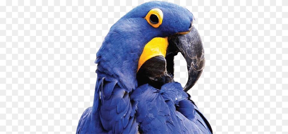 Pet Food Products Supplies Hyacinth Macaw, Animal, Bird, Parrot, Beak Free Png Download