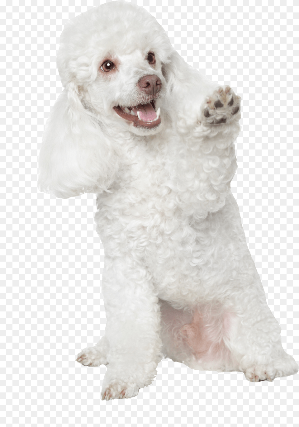 Pet Grooming K9 Clips Amp Kitty Cuts White Toy Poodle Greeting Cards Pk Of, Animal, Canine, Dog, Mammal Free Png Download