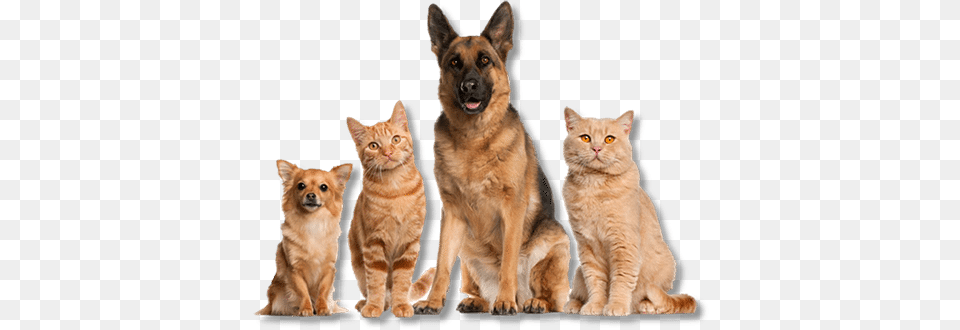 Pet Grooming Santa Rosa Barks About And Purrs Over Cat And Dog Group, Animal, Canine, Mammal, German Shepherd Free Transparent Png