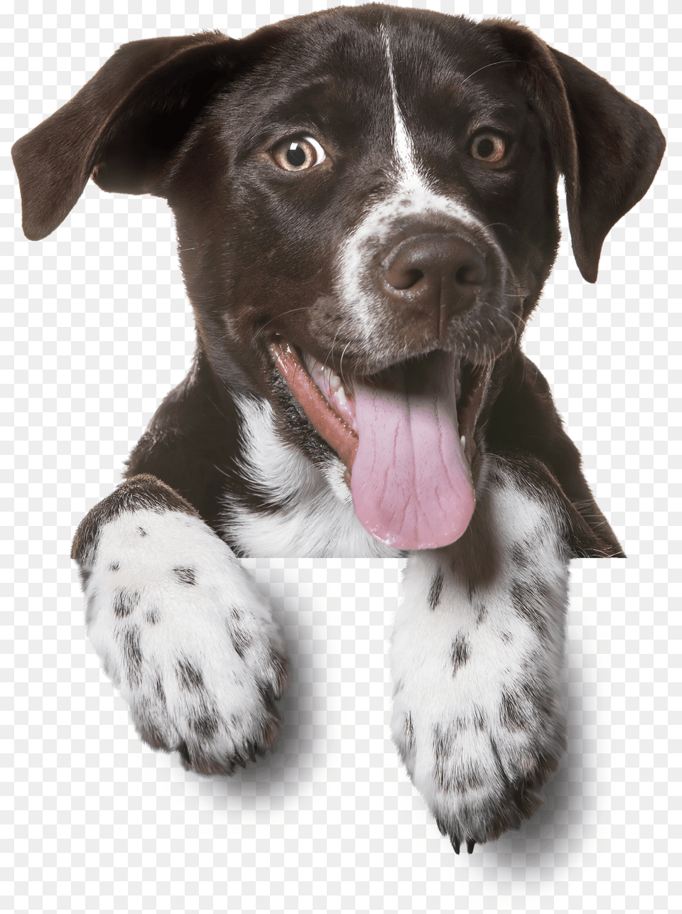 Pet Hp Dog Bg Min Um Ato De Amor Animais, Animal, Canine, Mammal, Pointer Png