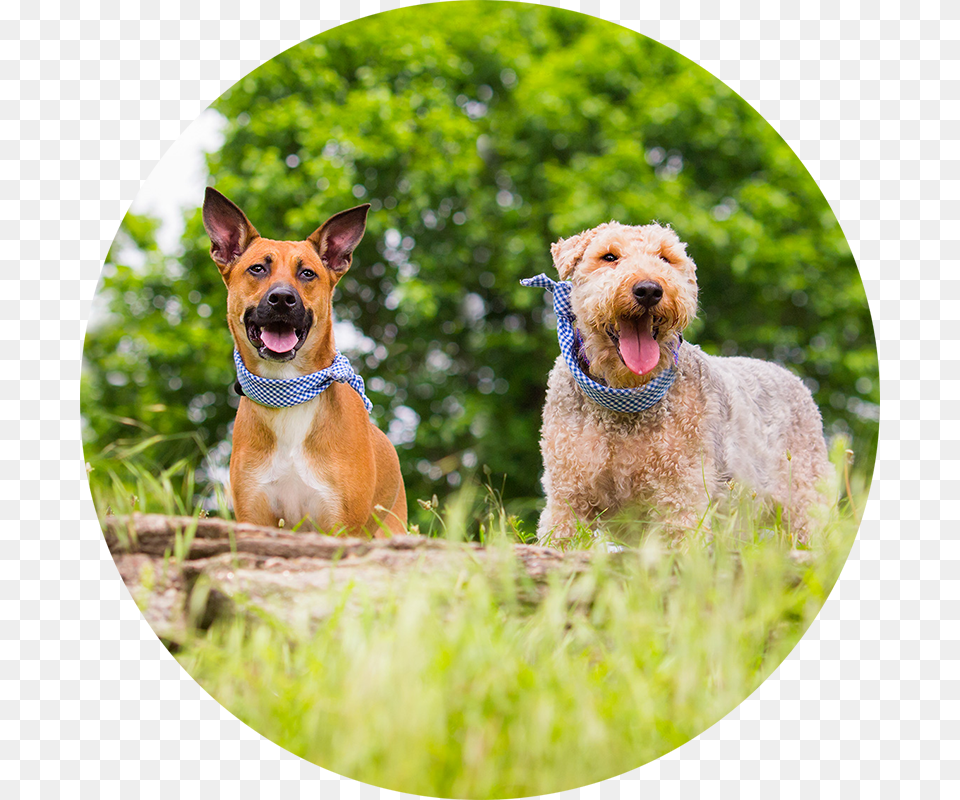 Pet Imagery By Lauren Kaplan Airedale Terrier, Animal, Canine, Dog, Mammal Png Image