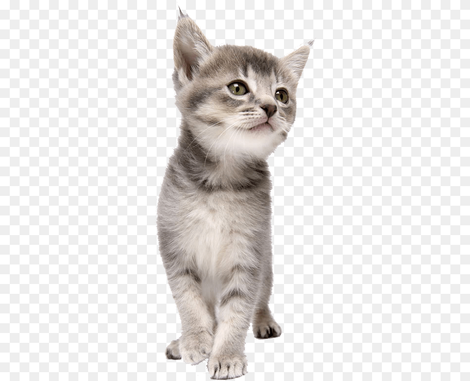 Pet Kitten Coreldraw Dog Cat Clipart Kitten, Animal, Mammal, Abyssinian Free Png