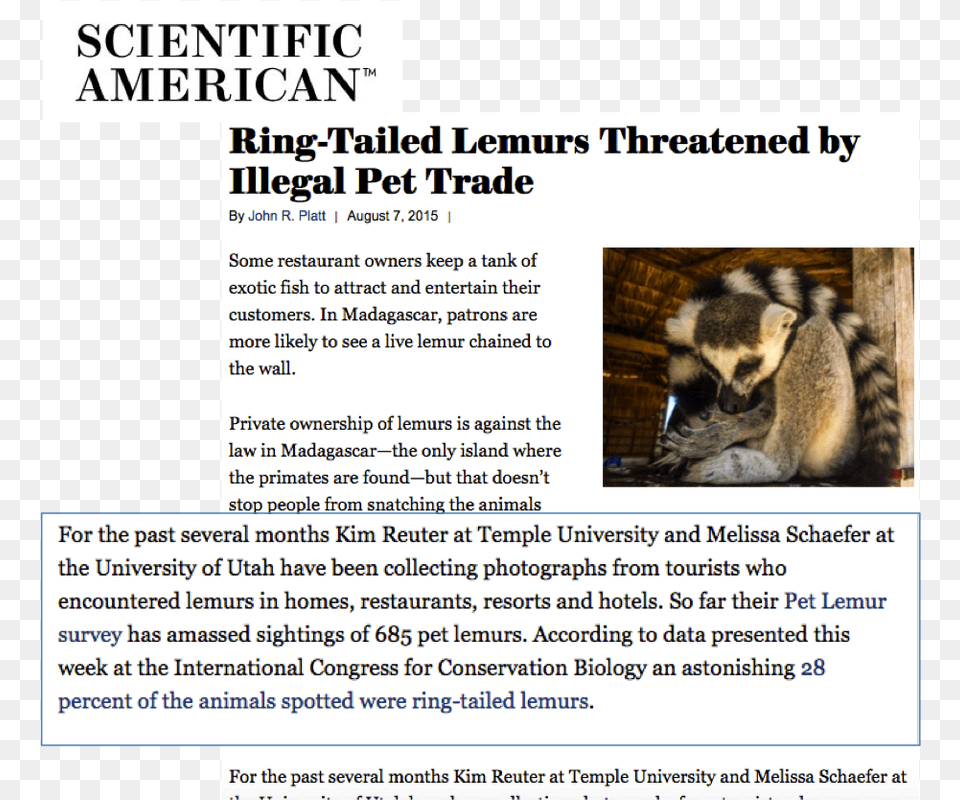 Pet Lemurs In Madagascar Scientific American, Advertisement, Poster, Animal, Mammal Free Png Download