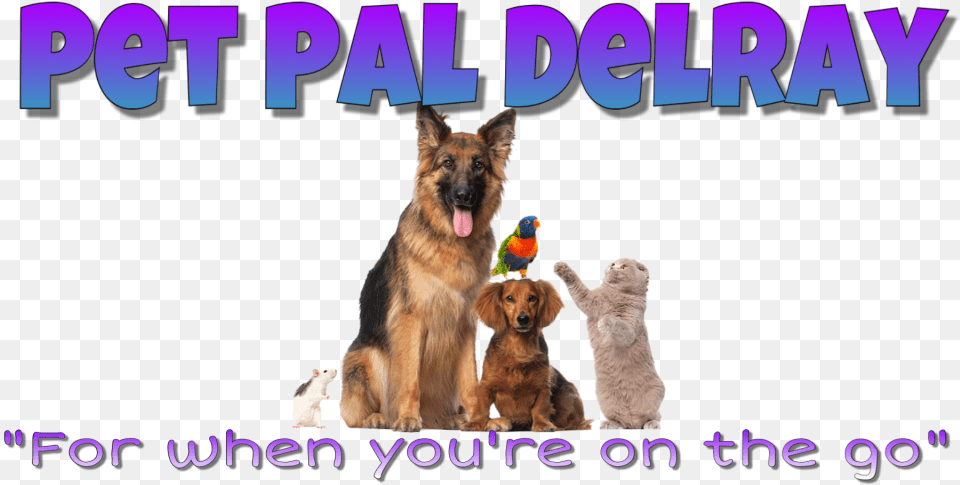 Pet Pal Your Delray Beach Pet Sitting Service Viscomascota Cepillo Aspirador Pelos De Mascota, Animal, Canine, Dog, German Shepherd Png Image