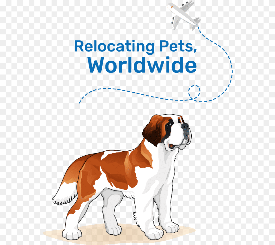 Pet Relocating Specialists St Bernard Vector, Aircraft, Transportation, Mammal, Dog Png