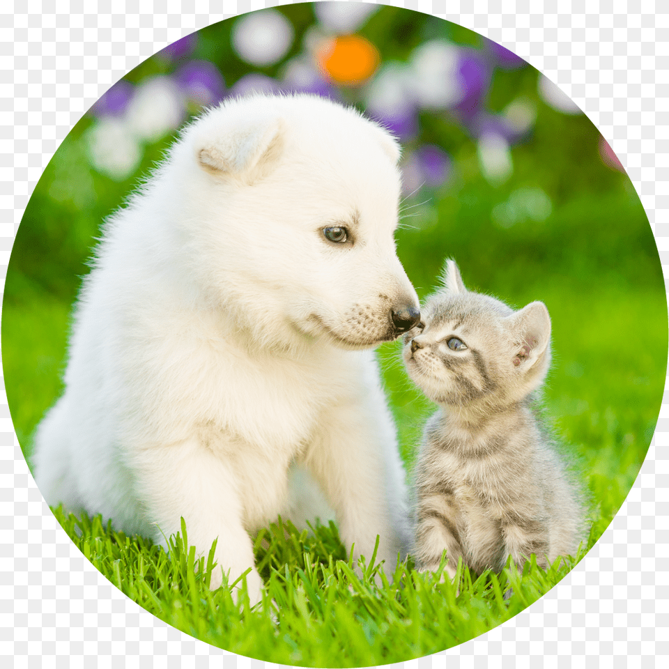 Pet Retail Japanese Spitz, Animal, Mammal, Kitten, Cat Png