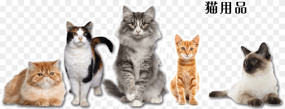 Pet Shop, Animal, Cat, Kitten, Mammal Png Image