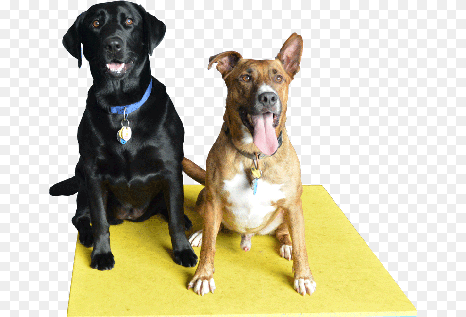 Pet Sitting, Animal, Canine, Dog, Mammal Free Png Download