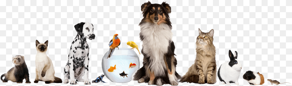 Pet Sitting Dog Daycare Cat Different Pets, Animal, Mammal, Canine, Bird Png