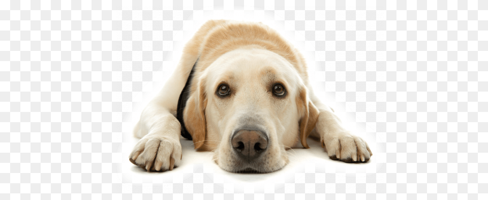 Pet Sitting Dog Face Laying Down, Animal, Canine, Labrador Retriever, Mammal Free Transparent Png
