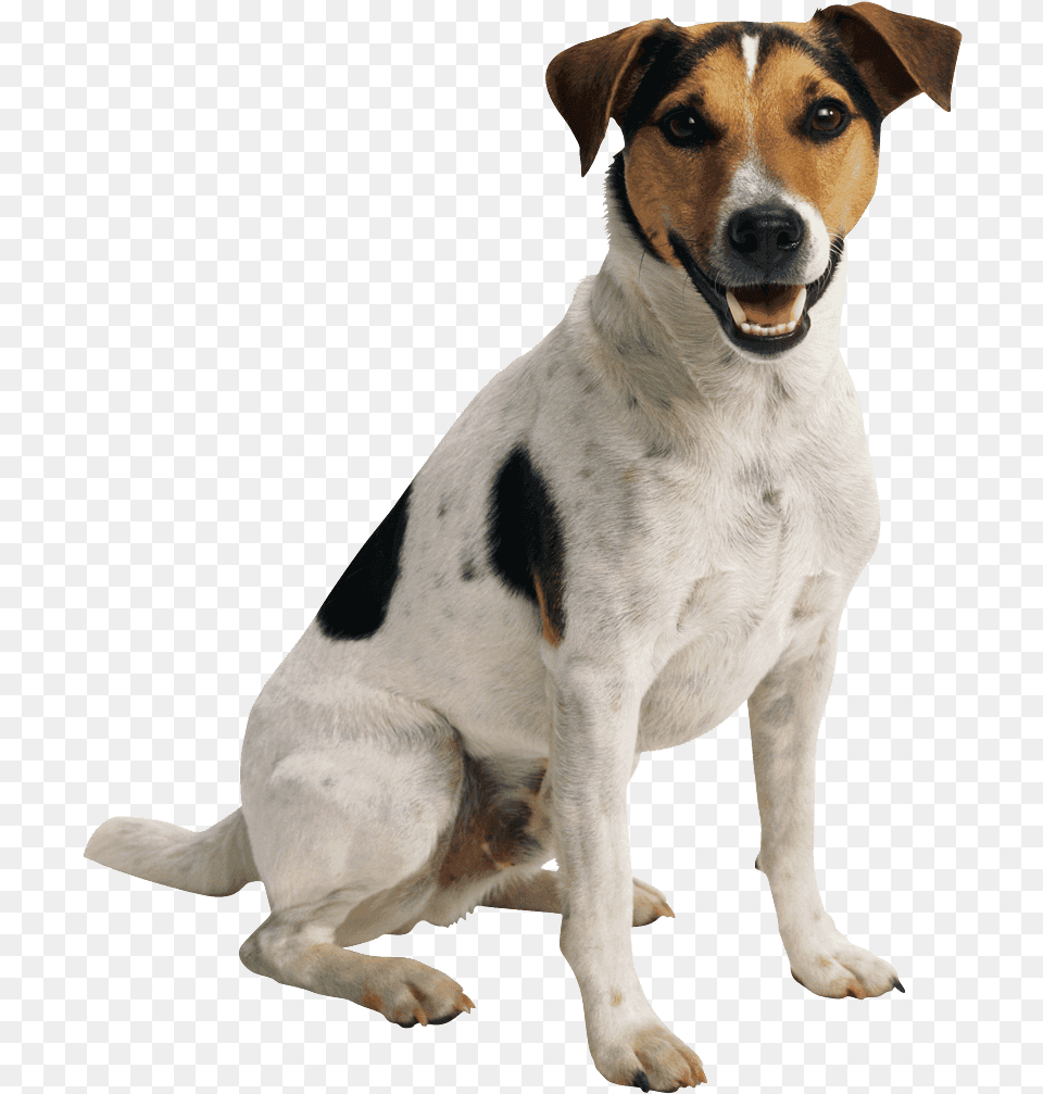 Pet Sitting Dog Toys Cat Dog Walking Jack Russell Terrier Transparent, Animal, Canine, Hound, Mammal Free Png Download