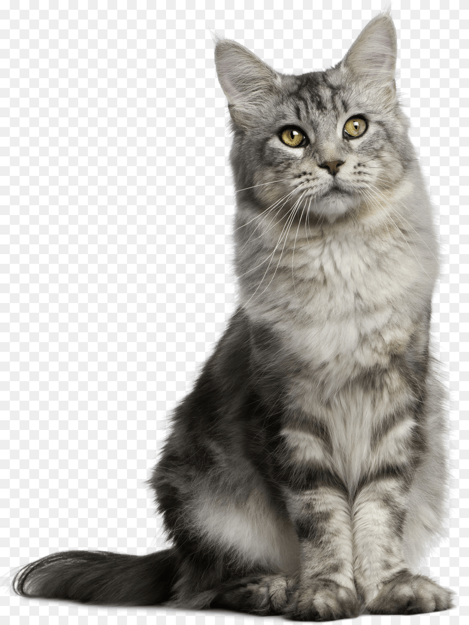 Pet Sitting Feral Cat Dog Sitting Cat Transparent Background, Animal, Mammal, Manx, Angora Free Png Download