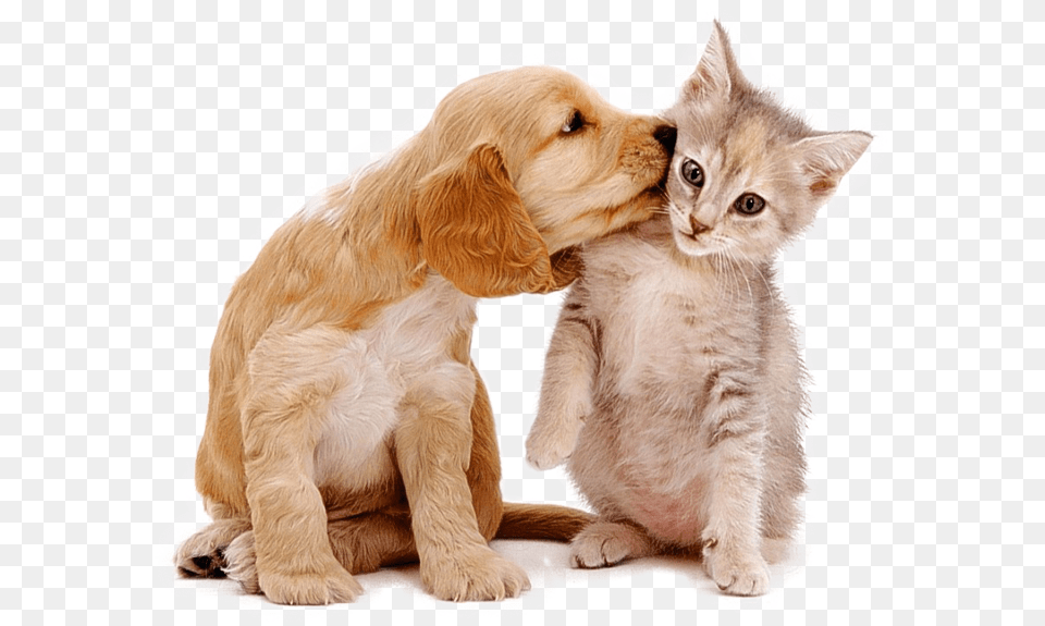 Pet Sitting Pet Sitter Prices Cleveland Oh Cat And Dog Cute, Animal, Canine, Mammal, Kitten Png Image