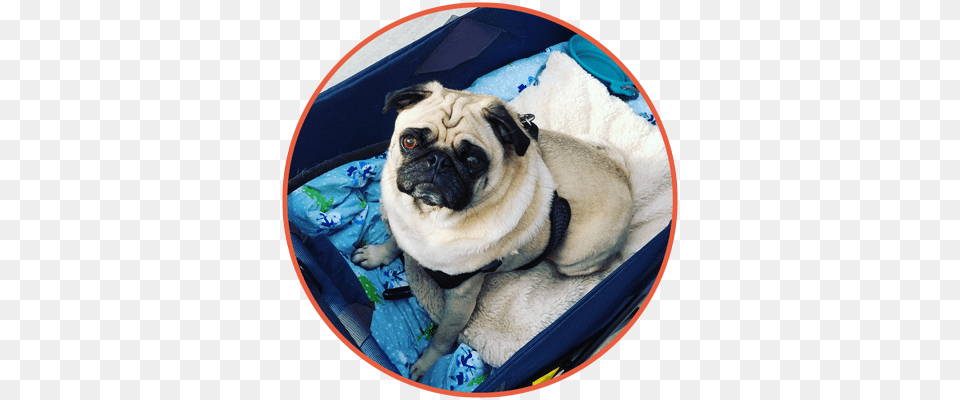 Pet Sitting Pug, Animal, Canine, Dog, Mammal Png