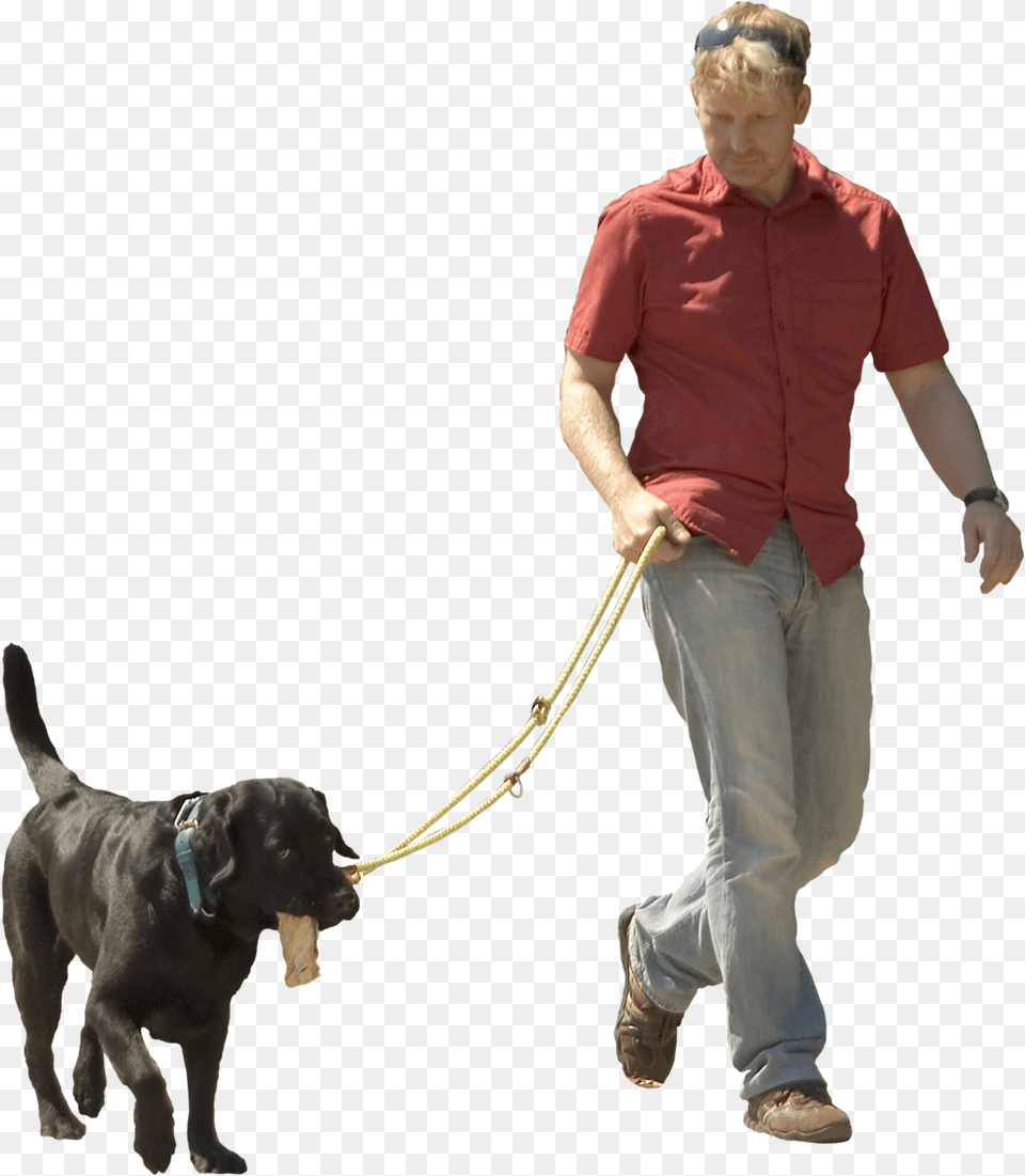 Pet Sitting Puppy Shock Man Walking Dog Transparent Background, Accessories, Strap, Mammal, Male Png Image