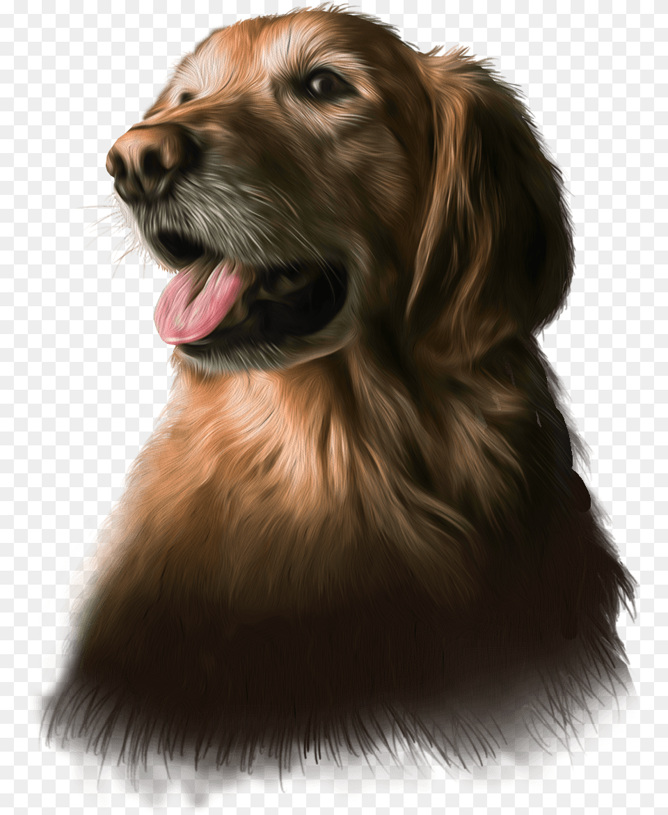 Pet Store, Animal, Canine, Dog, Mammal Free Transparent Png