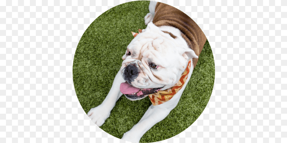 Pet Training At Paws University In Kona Hawaii Paws University, Animal, Bulldog, Canine, Dog Png