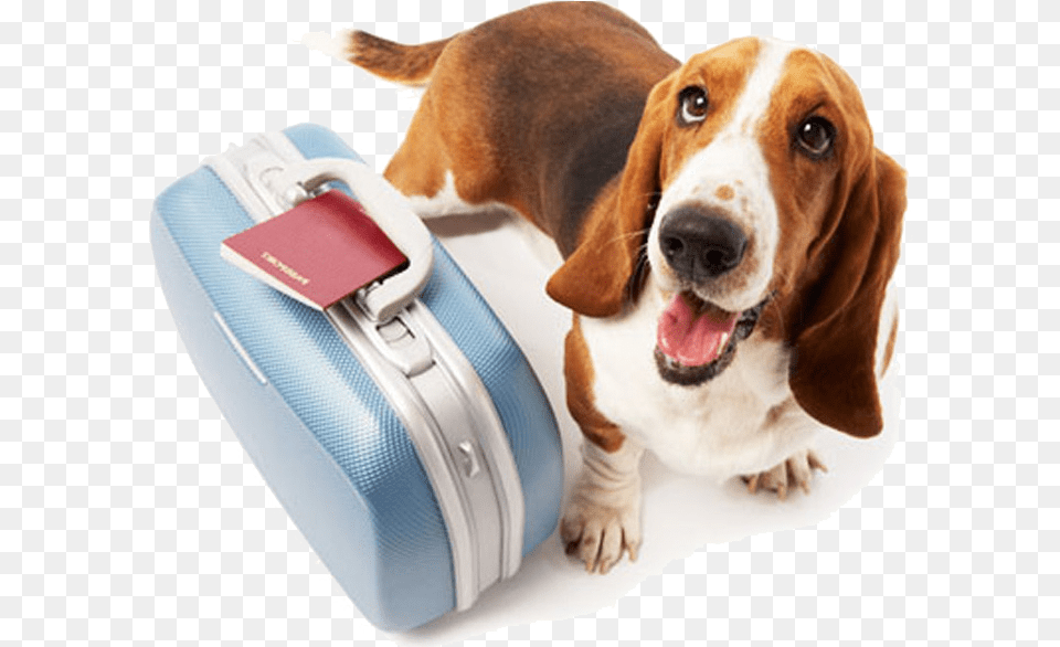 Pet Travel, Animal, Canine, Dog, Hound Png Image