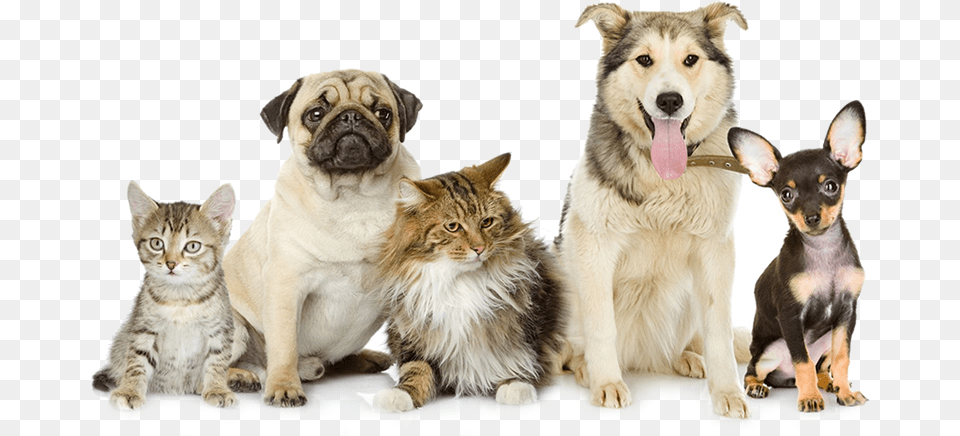 Pet Waste Removal Animals In A Group, Animal, Canine, Dog, Mammal Png Image