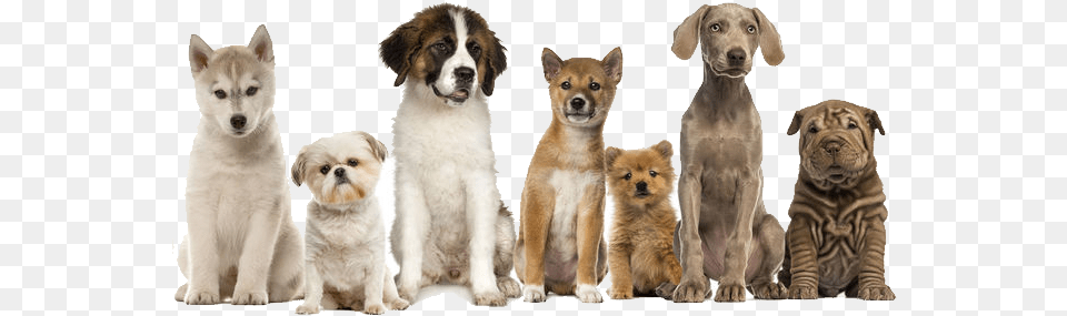 Pet Waste Removal Dogs In A Row, Animal, Canine, Dog, Mammal Free Png