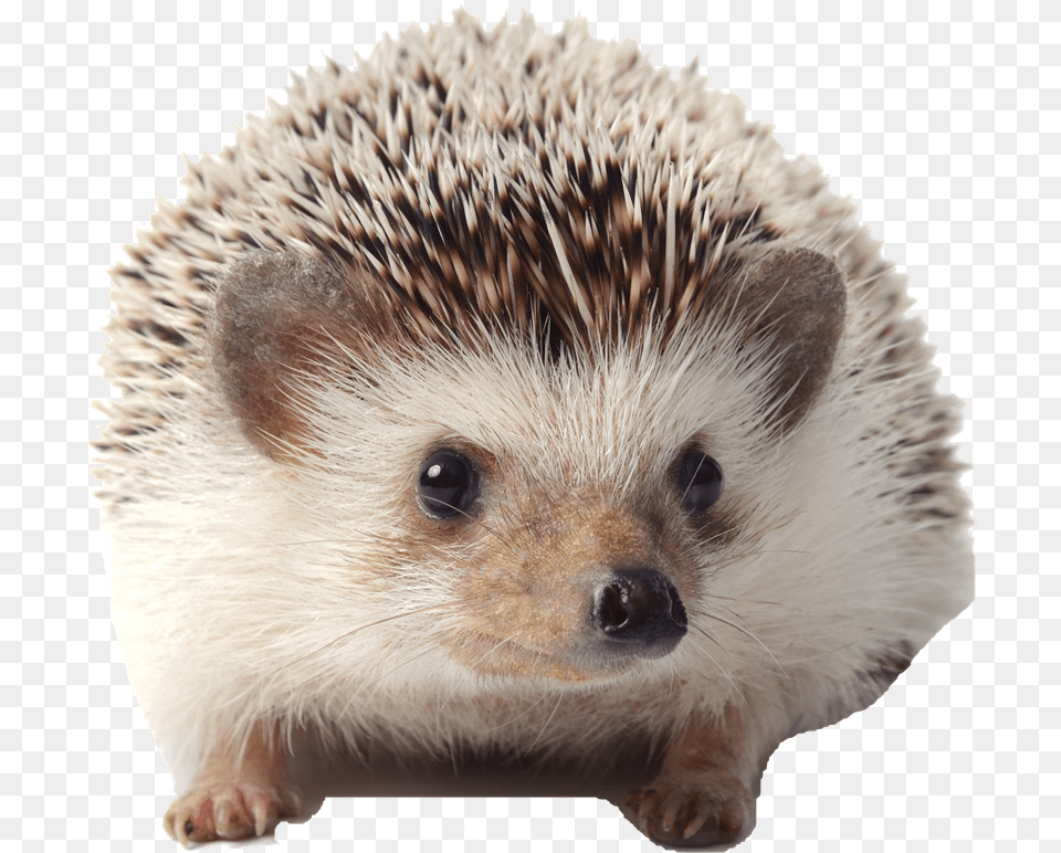 Pet White Bellied Hedgehog, Animal, Mammal, Rat, Rodent Free Transparent Png