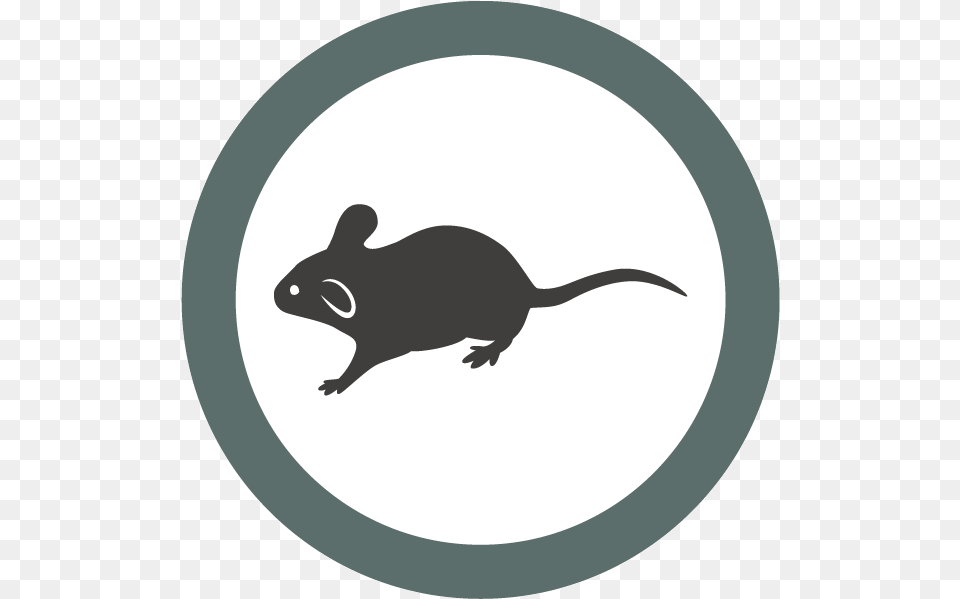 Peta Black Rat, Animal, Mammal, Rodent Free Png