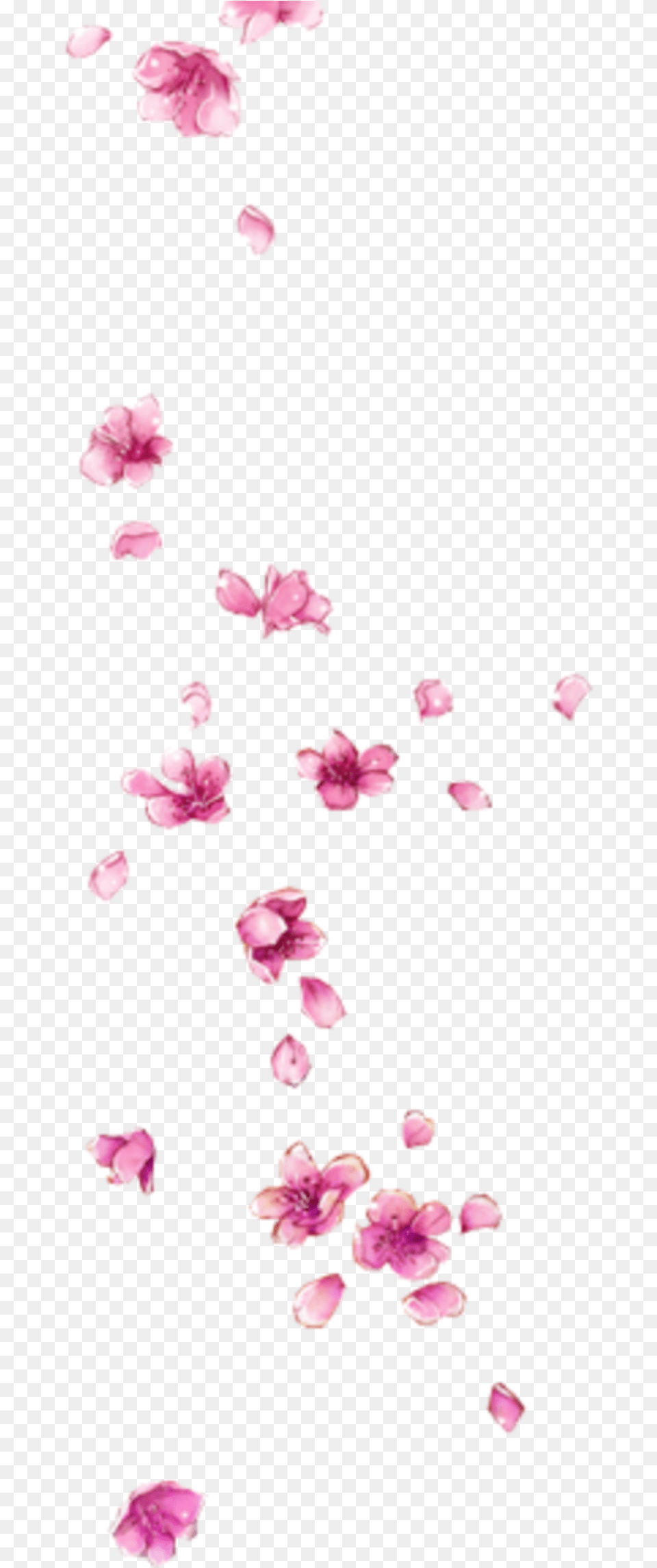 Petal, Flower, Plant Free Png