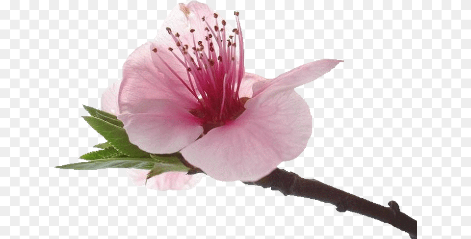 Petal, Flower, Plant, Anther, Cherry Blossom Png