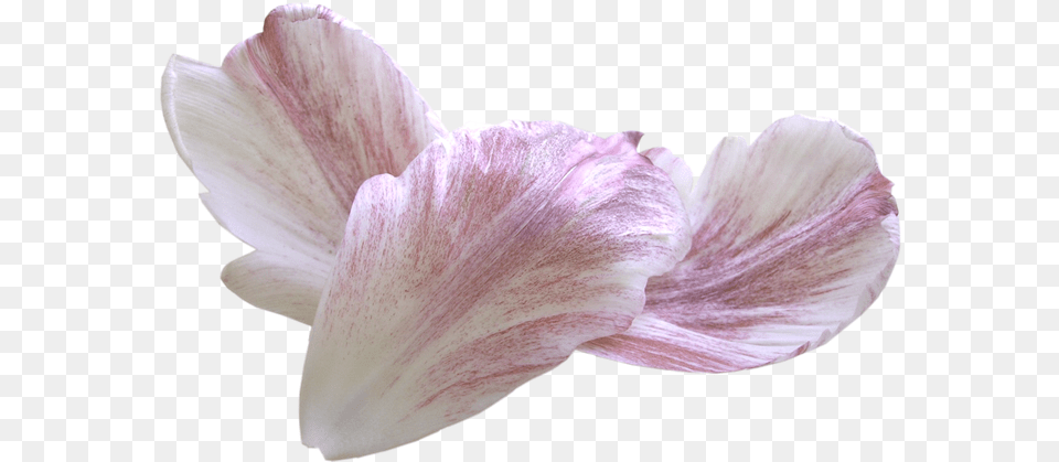 Petal, Flower, Plant, Geranium Png Image