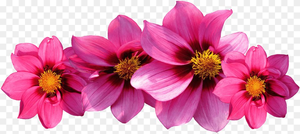 Petal Drawing Different Flower Hot Pink Flowers, Dahlia, Plant, Daisy, Pollen Free Transparent Png