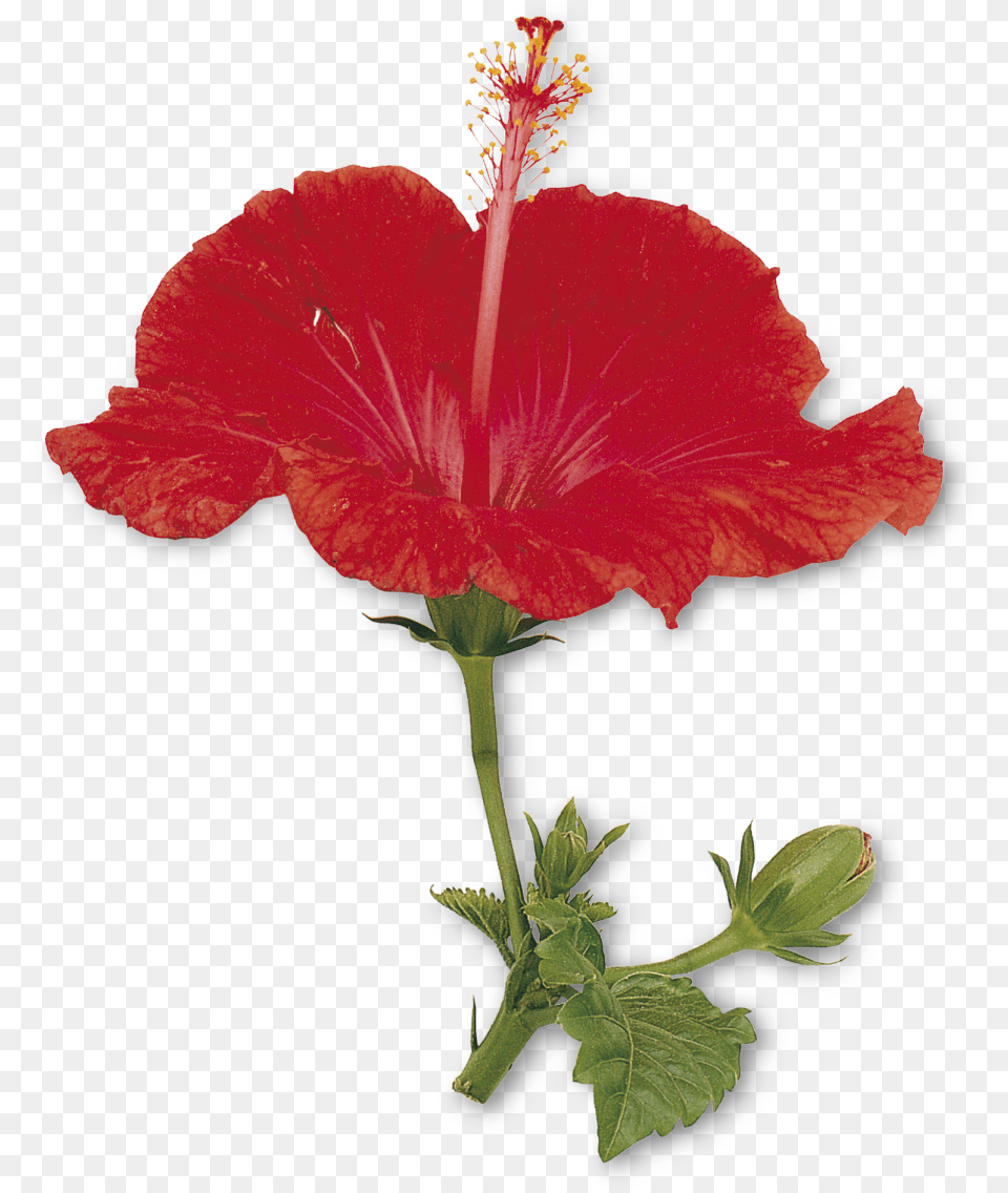 Petal Drawing Hibiscus Petals And Sepals Of China Rose, Flower, Plant Free Png Download