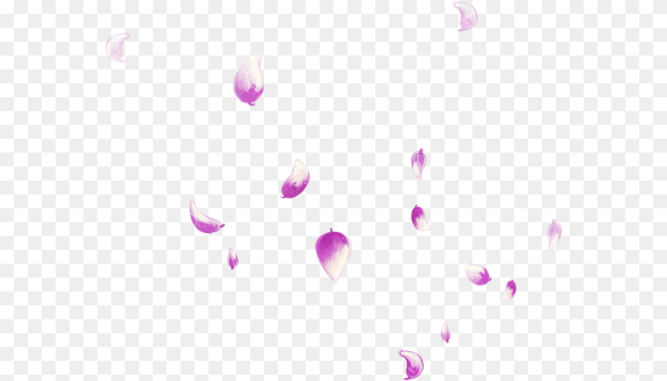 Petal Falling Transprent Free Download Pink Rose, Flower, Plant, Purple, Astronomy Png Image