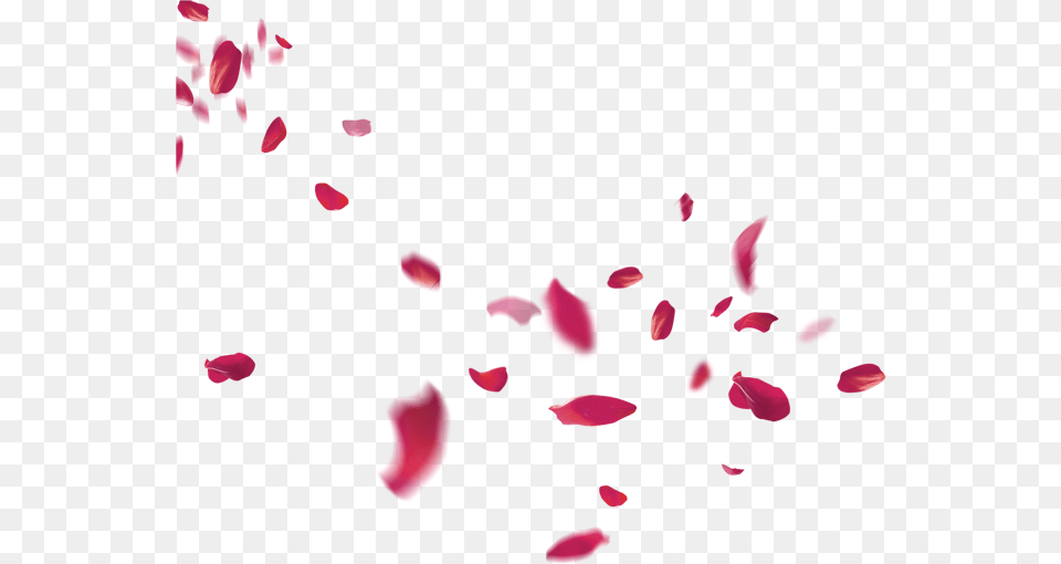 Petal Flower Beach Transprent Falling Rose Petals, Art, Floral Design, Graphics, Pattern Png Image
