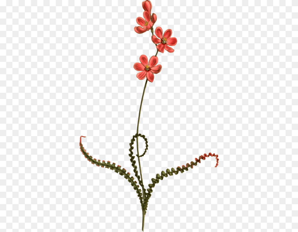 Petal Flowering Plant Babiana Plants, Flower, Geranium, Flower Arrangement, Pattern Free Png Download