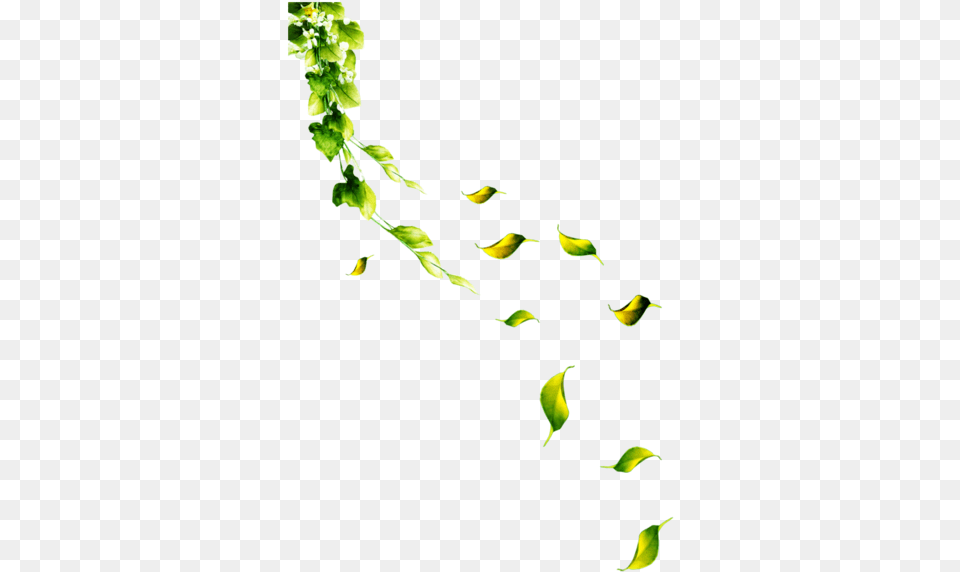 Petal Leaf Flower, Green, Plant, Moss, Animal Png