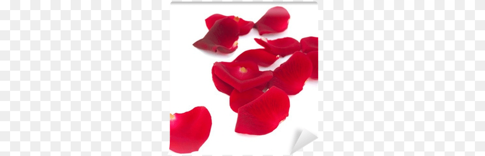 Petali Di Rosa, Flower, Petal, Plant, Rose Png Image