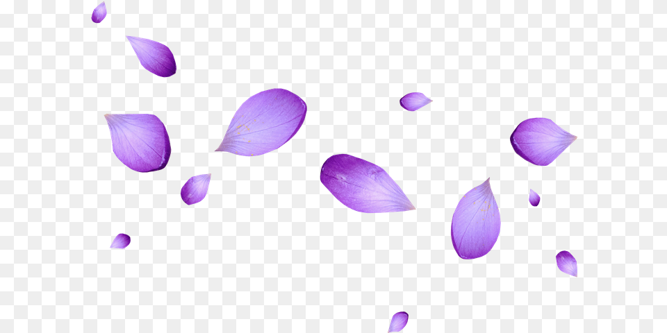 Petalos De Rosa Judith Aurora Arias Sarmiento Purple Transparent Purple Flower Petals, Petal, Plant Free Png Download