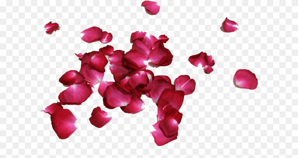 Petalos De Rosas, Flower, Petal, Plant, Rose Free Png Download