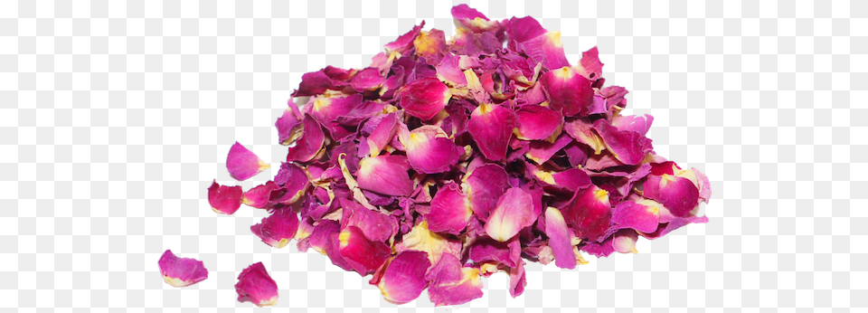 Petalos De Rosas Transparent Pink Dry Rose, Flower, Flower Arrangement, Flower Bouquet, Petal Png