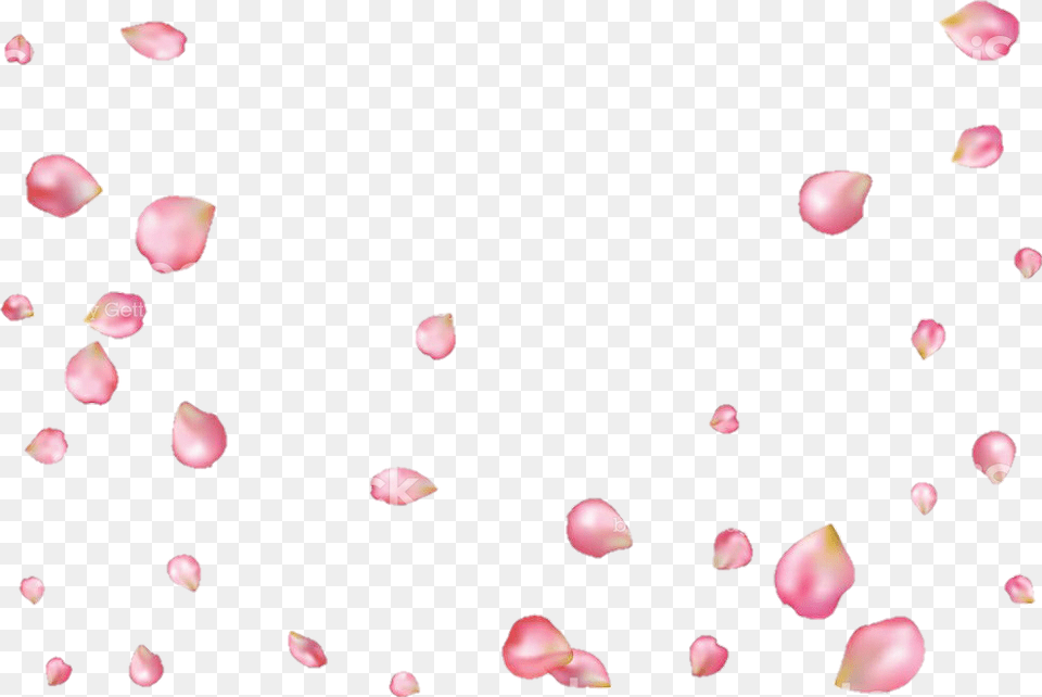 Petalos Sakura Flordecerezo Petals Sakuratree, Flower, Petal, Plant, Astronomy Free Png