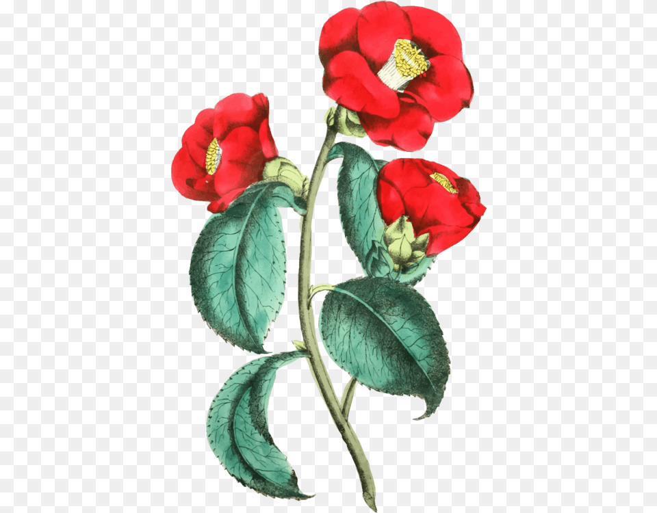 Petalplantflower Illustration, Flower, Petal, Plant, Rose Png