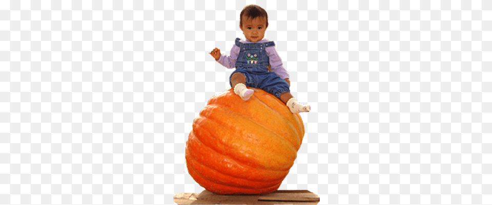 Petaluma Pumpkin Patch Giant Pumpkins Pumpkin Patch Transparent, Food, Plant, Produce, Vegetable Png