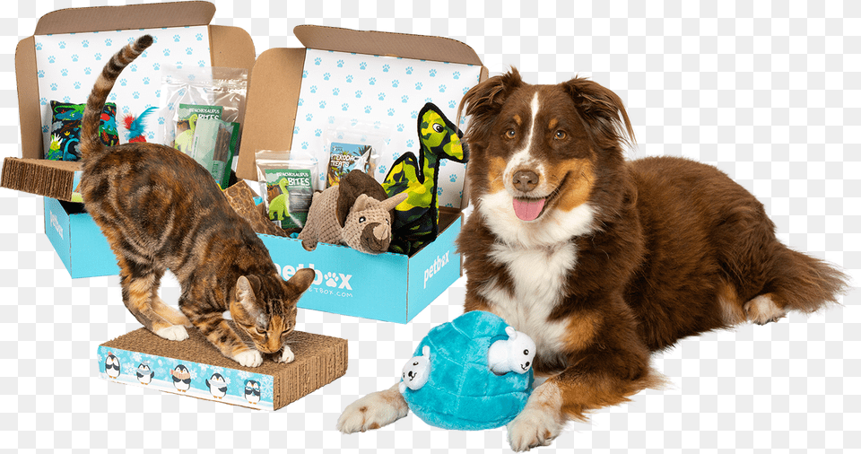 Petbox, Animal, Canine, Cat, Dog Free Png Download