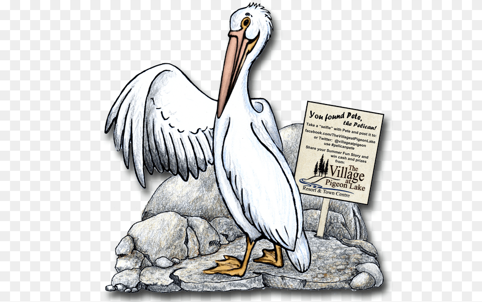 Pete The Pelican White Pelican, Animal, Bird, Waterfowl Free Transparent Png