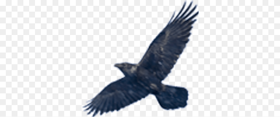Peter Neville Popspad Twitter Spread Black Bird Wings, Animal, Eagle, Blackbird, Vulture Free Transparent Png